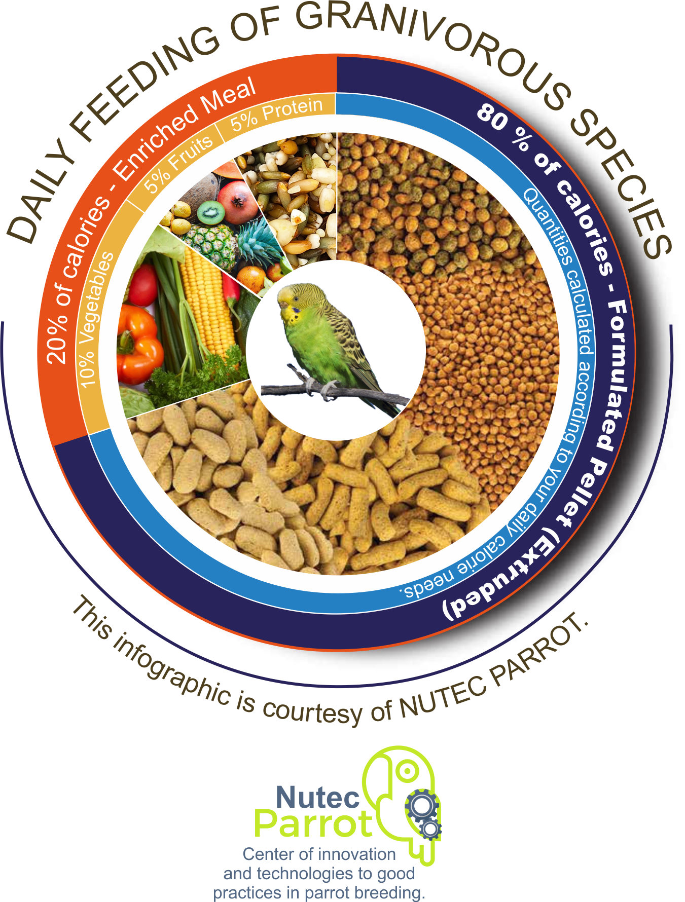 Your parakeet eats more than it needs! Wouldn’t it be interesting to calculate their diet?