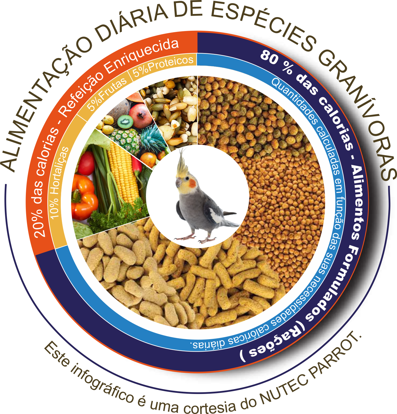 Seu periquito come mais do que precisa! Não seria interessante calcular dietas?